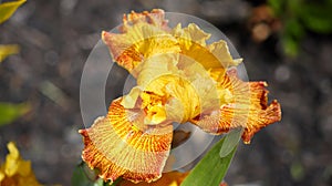 Tall Tiger Shark Bearded Iris Bloom and Stalk Spring Colors Yellow Red Orange Green Flowering Bulbs Unique Species