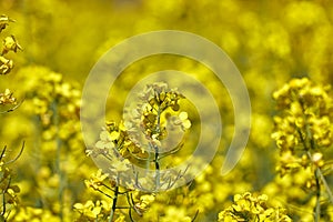 Beautiful close up picture from colza flowers in spring