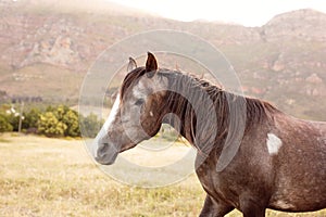 A beautiful close up picture of a horse. A mountain in the background