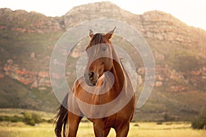 A beautiful close up picture of a horse. A mountain in the background