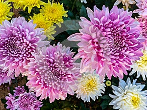 Beautiful close-up pink chrysanthemum with yellow and white on green leaf background.