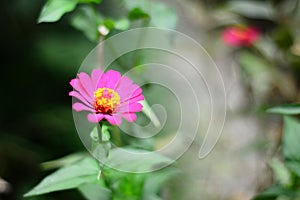 Beautiful close up pink flower known as Asteraceae