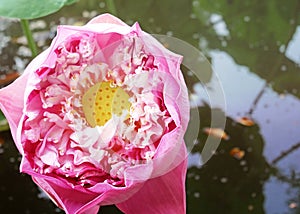 Beautiful close up pink lotus flower blooming on river.