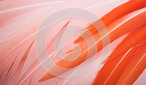 Beautiful close-up of pink and orange flamingo feathers