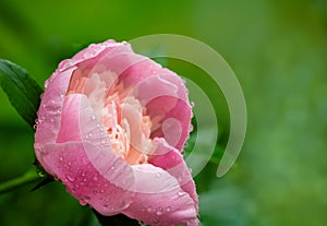 Beautiful close-up of pink peony with big water drops blooming against dark green leaves in garden.