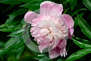 Beautiful close-up of pink peony with big water drops blooming under sun against dark green leaves in garden