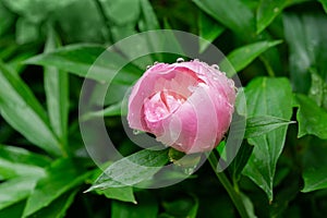 Beautiful close-up of pink peony with big water drops blooming under sun against dark green leaves in garden