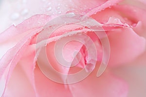 Beautiful close up pink rose with rain drops