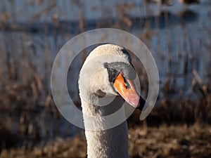 Beautiful close-up portrait of the adult mute swan (cygnus olor) with focus on eye