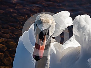 Beautiful close-up portrait of the adult mute swan (cygnus olor) with focus on eye in bright sunlight