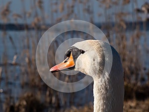 Beautiful close-up portrait of the adult mute swan cygnus olor with focus on eye early in sunlight in the spring with lake