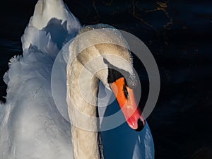 Beautiful close-up of portrait of adult mute swan cygnus olor with focus on eye and head covered with water droplets with deep