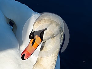 Beautiful close-up of portrait of adult mute swan cygnus olor with focus on eye and head covered with water droplets with deep