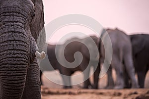 A beautiful close up portrait of an elephant eye, tusk and trunk