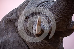 A beautiful close up portrait of an elephant face, eye, mouth, tusk and trunk