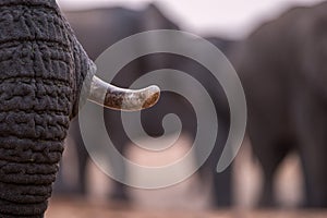 A beautiful close up portrait of an elephant tusk and trunk