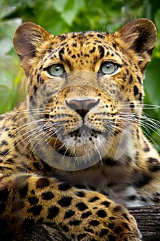 Beautiful close up portrait of an endangered Amur Leopard