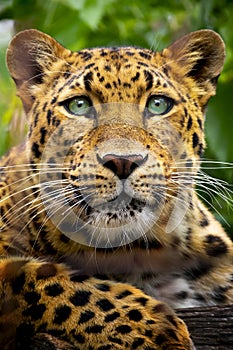Beautiful close up portrait of an endangered Amur Leopard