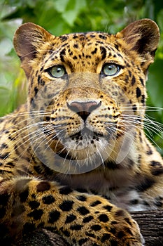 Beautiful close up portrait of an endangered Amur Leopard photo