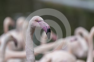 Beautiful close-up portrait of Greater Flamingo - Phoenicopteriformes