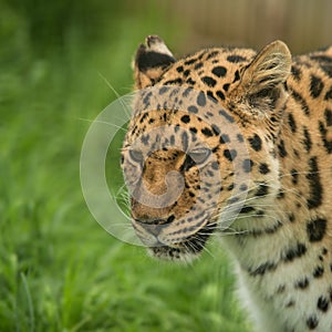 Beautiful close up portrait of Jaguar panthera onca in colorful