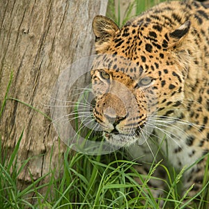 Beautiful close up portrait of Jaguar panthera onca in colorful