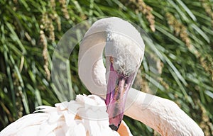 Beautiful Close up Portrait of a Pink Flamingo The greater flamingo Phoenicopterus roseus, focus on eye, copy space