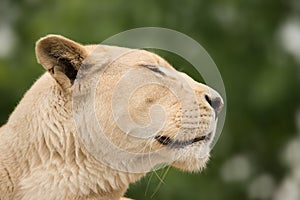 Beautiful close up portrait of white Barbary Atlas Lion Panthera Leo