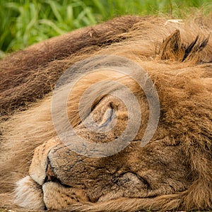 Beautiful close up portrait of white Barbary Atlas Lion Panthera Leo