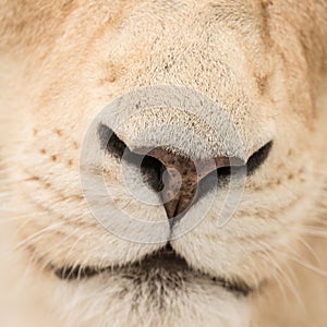 Beautiful close up portrait of white Barbary Atlas Lion Panthera Leo