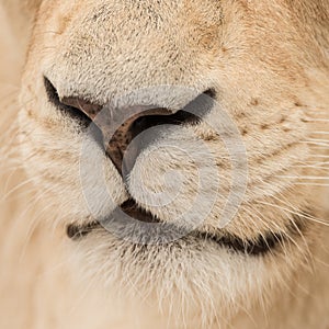 Beautiful close up portrait of white Barbary Atlas Lion Panthera Leo