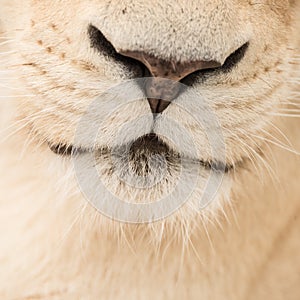 Beautiful close up portrait of white Barbary Atlas Lion Panthera Leo