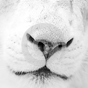 Beautiful close up portrait of white Barbary Atlas Lion Panthera Leo in high key black and white