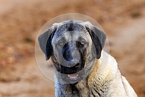 Beautiful close-up portrait of a young Kangal dog photo