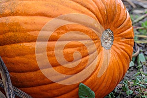 Beautiful close up pumpkins at pumpkin patch. Autumn harvesting nature concept.