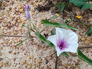 Beautiful close up purple morning glories flower on ground.