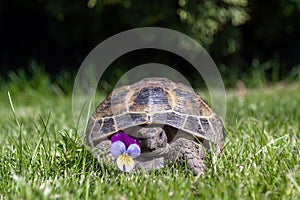 A beautiful close-up of a Russian domestic tortoise with a forget-me-not flower