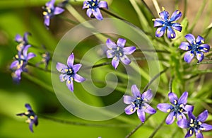 Close-up of a scilla peruviana flower photo