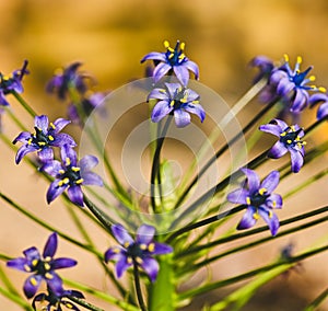 Close-up of a scilla peruviana flower photo