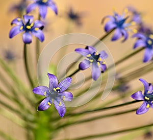 Close-up of a scilla peruviana flower photo