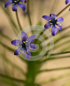 Close-up of a scilla peruviana flower photo