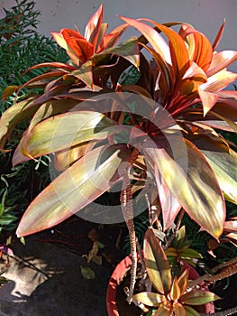 A beautiful close up of season`s red and orange color leaves