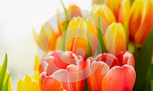 Close-up shot of a bunch of red and yellow tulips