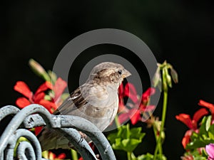 Beautiful close-up shot of female House Sparrow (Passer domesticus) sitting on a metal construction