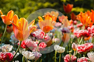 Beautiful close up shot of flowers blooming on a sunny spring day