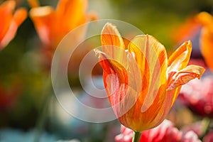 Beautiful close up shot of an orange tulip in bloom on a sunny spring day in Grand Rapids Michigan at the Frederik Meijer Gardens