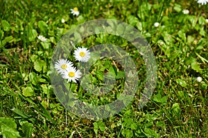 Beautiful close up shot of three daisies in green lawn