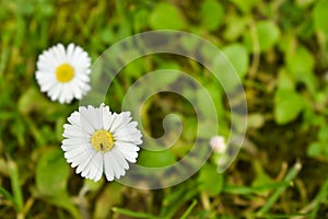 Beautiful close up shot of three daisies in green lawn