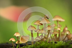 Beautiful close up with snail and mushrooms