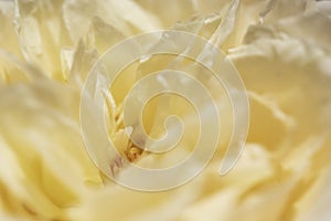 Beautiful close up softness yellow rose petal background